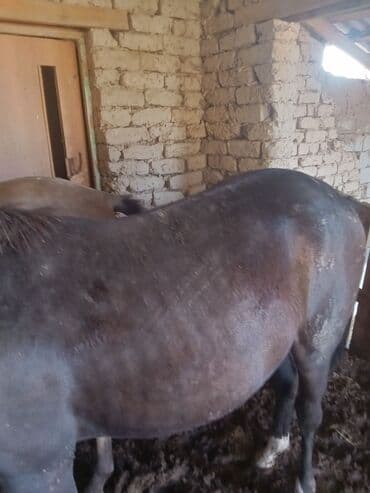 Лошади, кони: Продаю | Жеребец, Жеребенок, Кобыла (самка) | Рабочий — 1