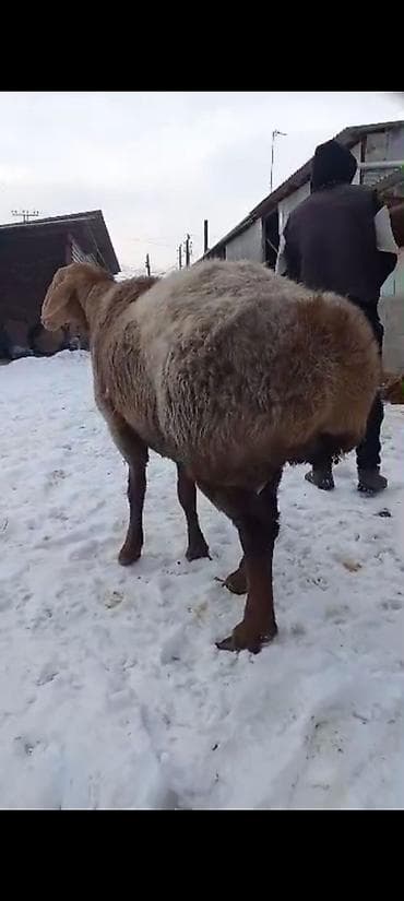 продаю тай: Продаю | Баран (самец) | На забой | Племенные — 7