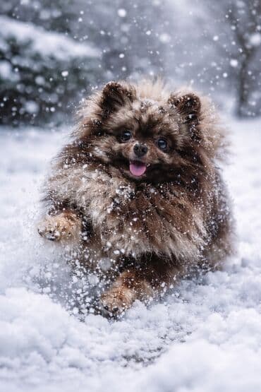 🌟 Внимание! Редкий эксклюзивный окрас шикарный темперамент настоящий