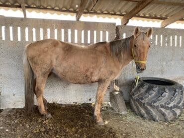 сколько стоит собака породы доберман: Продаю | Кобыла (самка) | Для разведения, На забой — 1