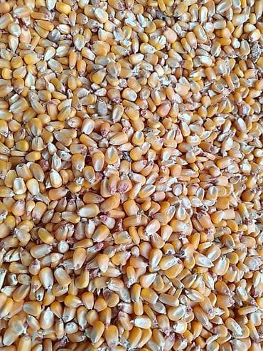 продаю кукурузу в початках: Жугору мака кукуруза 30 тонна — 2