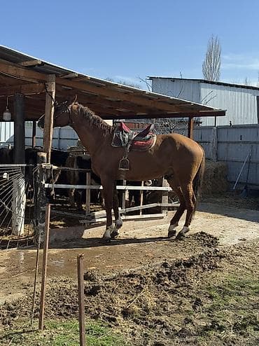 собаки тайган: Сатам | Жылкы (эркек) | Дончак | Ат спорту | Асыл тукумдуу — 1