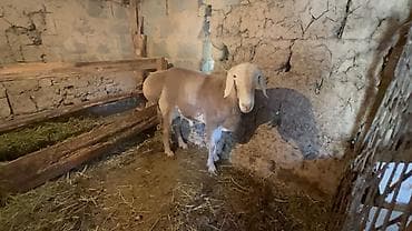 загон: Продаю | Баран (самец) | Для разведения, На забой | Племенные — 2