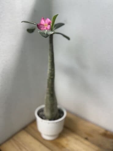 семена салата: Аденуим obesum с бутонами . Роза пустыни) Пересадка не требуется — 6