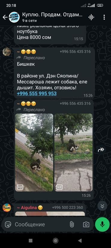 отдам собаку в добрые руки: Собака даром: 7 месяцев, Самец — 16