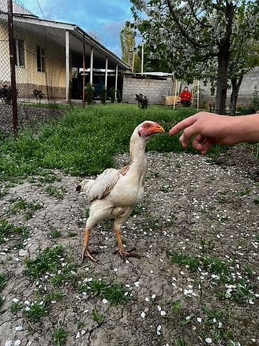 селекци: Продаю | Петух | Бойцовая | Для разведения — 9