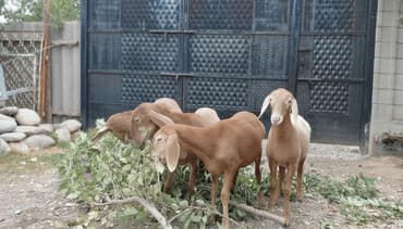 дом кролика: Продаю | Овца (самка) | Для разведения — 1