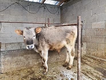 собака девочка: Продаю | Бык (самец) | На откорм — 1