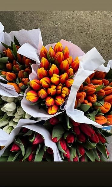 подарки к 8 марта: 🔥 **ТЮЛЬПАНЫ ОПТОМ К 8 МАРТА ПРЯМО ИЗ ТЕПЛИЦЫ** 🔥 Голландские — 1