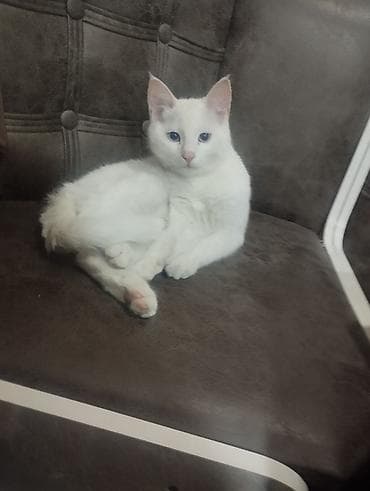 животные котенок: Као-мани, 4 месяца, Мальчик, Белый, Приучена к лотку — 2