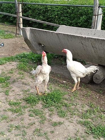 шамо: Продаю | Куры | Бойцовая, Дакан | Для разведения, Для боев — 6