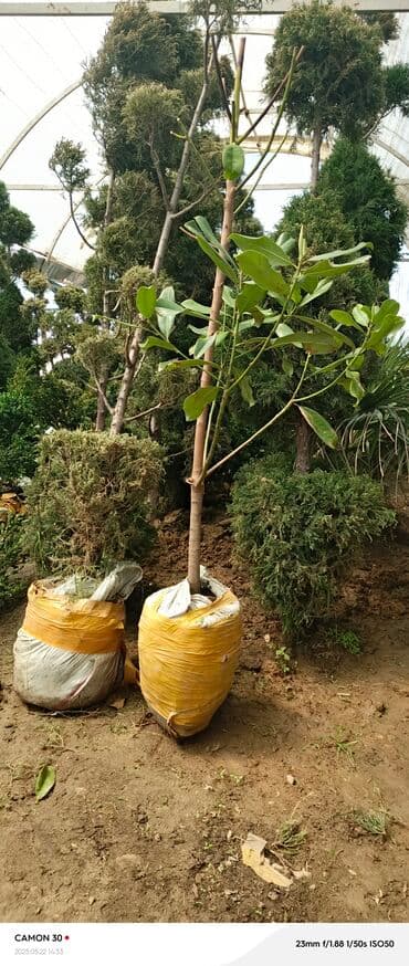 продам рассаду помидор: Саженцы деревьев: Магнолии — 12