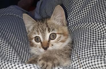 арашан ко: Мышык бекер берилет: Породасыз, 3 айлык, Ургаачы, Лотокко барууга үйрөтүлгөн — 10