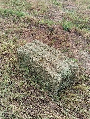 крупные собаки: Сено в тюках (прямоугольные кипы) - Заготовлено на поле: ровные тюки — 3