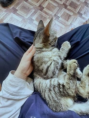 кошка крысолов: Кошка даром: Беспородная, Мальчик — 4