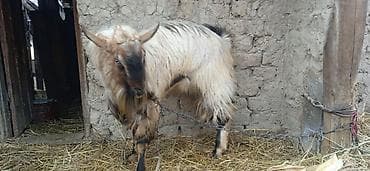 продаю пиявки: Козел порода альпиец возраст 1,10ме хоть на раз. хоть на забой цена — 3