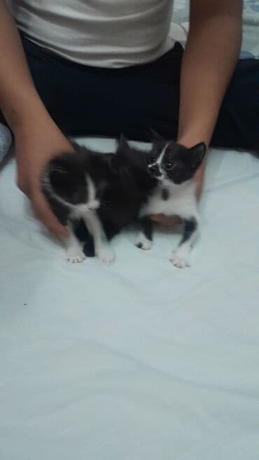 когтеточка для кошек на стену: 2 айлык, Эркек, Лотокко барууга үйрөтүлгөн — 2