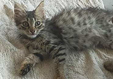 котяты: Котята-подростки, домашние, ласковые и игривые. - Окрас и — 1