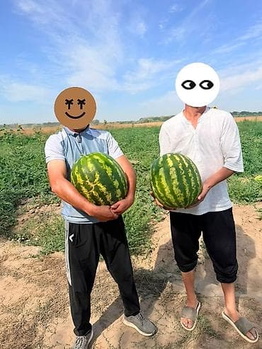 Фрукты: Арбузы — 1