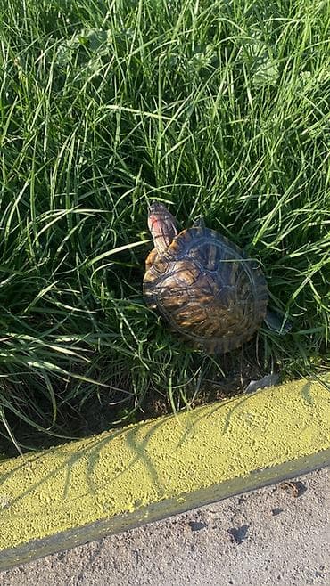 кислород для рыбок: Красноухая черепаха (Trachemys scripta elegans) отдаю в хорошие руки — 1