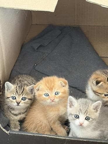 Мышыктар: Котята из одного помёта. Породы/тип: - Шотландские вислоухие (рыжие — 9