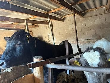 кролик баран: Продаю | Бык (самец) | Полукровка | На откорм | Привязанные — 4