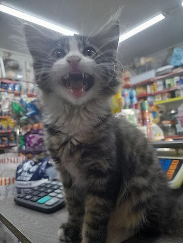 Мышыктар: 3 айлык, Эркек — 2