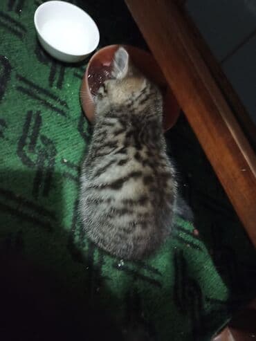 отдам в добрые руки котенка: Котята . отдам в хорошие руки. - На фото — помет из трёх котят: два — 6