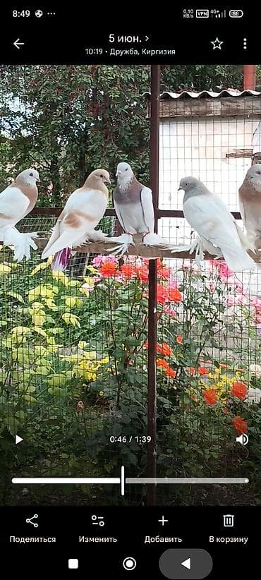 форели цена: Продаю голубей, тасманы, сирень голуби все с игрой молодёжь этого года — 4