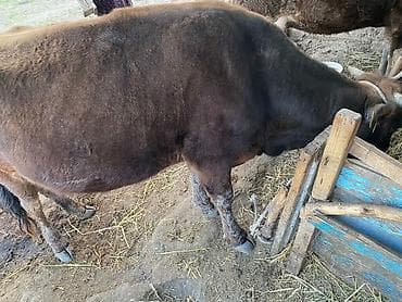 киска купить: Продаю | Корова (самка) — 2
