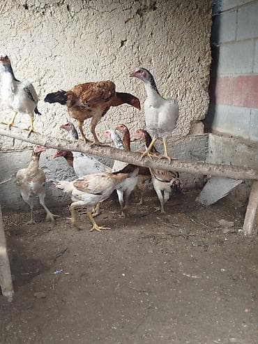 бравекто цена бишкек: Сатам | Тооктор — 1