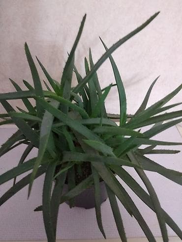 Лечебное алоэ 500 сом. Боконбаева Молодая гвардия at lalafo.kg Лечебное алоэ 500 сом. Боконбаева Молодая гвардия