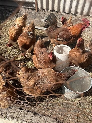 ИЯ от ТОДЖОНОВ НЕСУШКИ