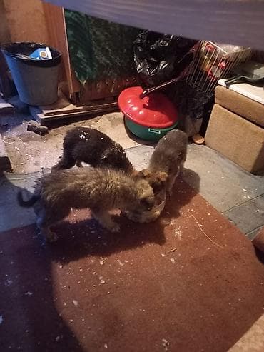 западно сибирская лайка: Собака даром: Лайка, 2 месяца, Самка — 3