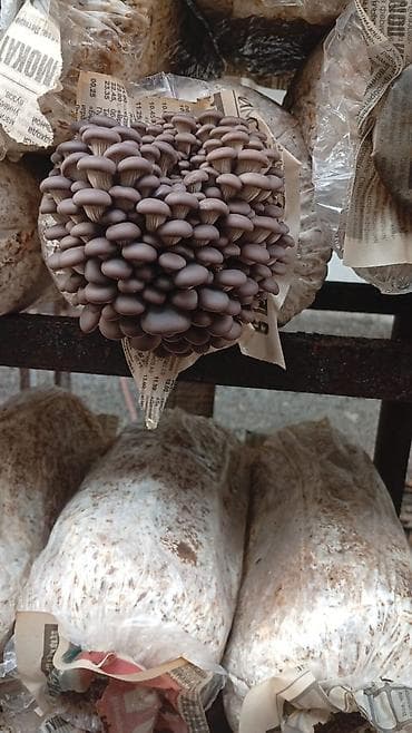 🍄 Грибные блоки вешенки под заказ 🍄 Качественные хорошо заросшие — 4