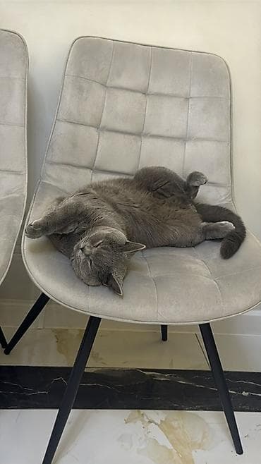 Вязка кошек: Вязка: Скотиш Страйт (Шотландская прямоухая), Мальчик, 1 год, С документами, С прививками, Серый — 2