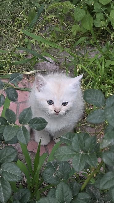 Отдадим котят Котята домашние, пушистые, с выразительными глазами