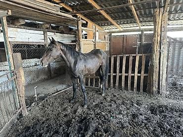 продажа коня: Продаю | Конь (самец) | Рабочий | Мерин — 2