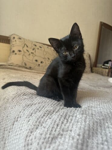 отдам котенка в добрые руки: 3 месяца, Девочка, Приучена к лотку — 5