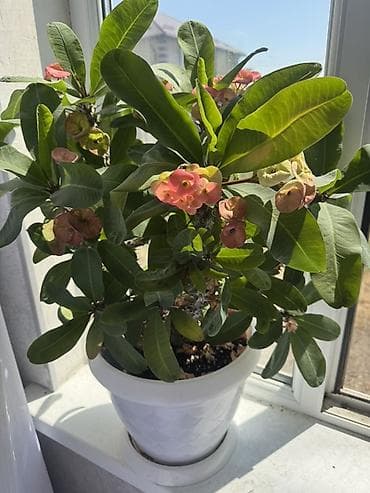 кой аштоо: Комнатное растение — Эуфорбия Милла (Euphorbia milii, «Корона Христа») — 1