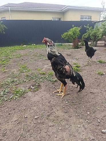 Айыл-чарба жаныбарлары: Сатам | Короздор | Дакан | Көбөйтүү үчүн — 1