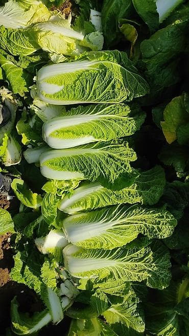 шторы для спальни бишкек: Пекинская капуста оптом — 3