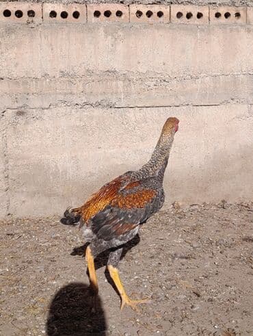 где купить волнистого попугая: Продаю | Петух | Дакан | Для разведения — 4