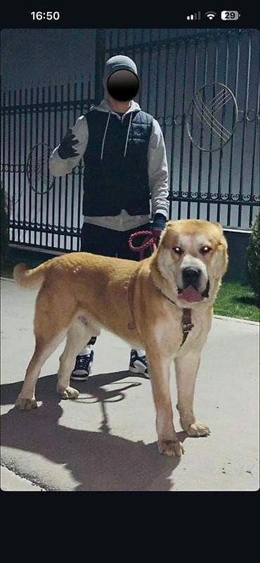 Алабай, 2 года, Самец, С прививкой, С родословной