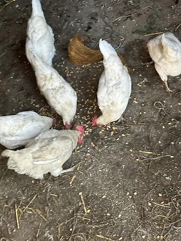 яйца куриные: Продаю | Куры | Леггорн | Несушки — 6