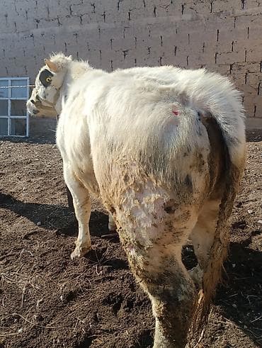 на племя: Продаю | Бык (самец) | Швицкая, Бельгийская | На откорм, Для разведения | Племенные, Осеменитель, Искусственник — 4