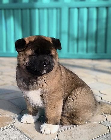 chi su: 2 месяца, Самец, С прививкой, С родословной — 1