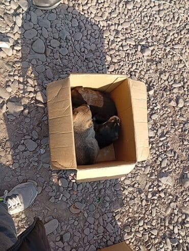 где можно купить собаку: Алабай, 1 месяц, Самка, С прививкой — 1