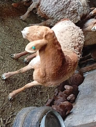 Аквариумы: Продаю | Овца (самка) | Для разведения | Племенные — 2