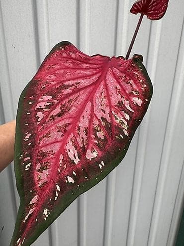 луковица: Каладиум (Caladium) декоративно-лиственный, сорт с крупными — 1
